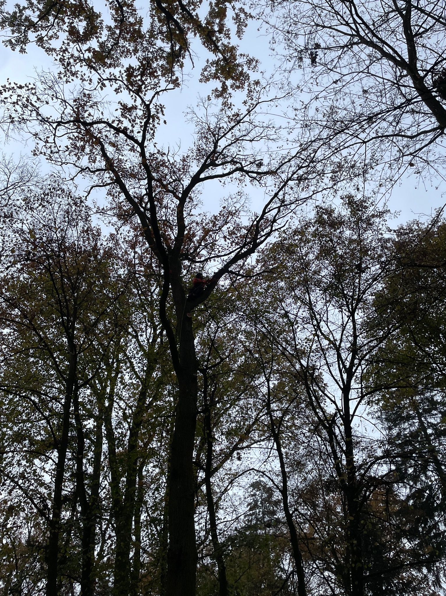 Widok z dołu na drzewa z pracownikiem w kasku wspinającym się po jednym z nich, prawdopodobnie w celu wykonania prac pielęgnacyjnych.