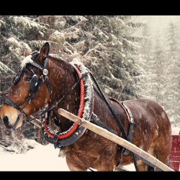 SOULmedia Marcin Dusza - Brązowy koń w uprzęży ciągnie sanie przez zasypany śniegiem las iglasty podczas opadów śniegu.