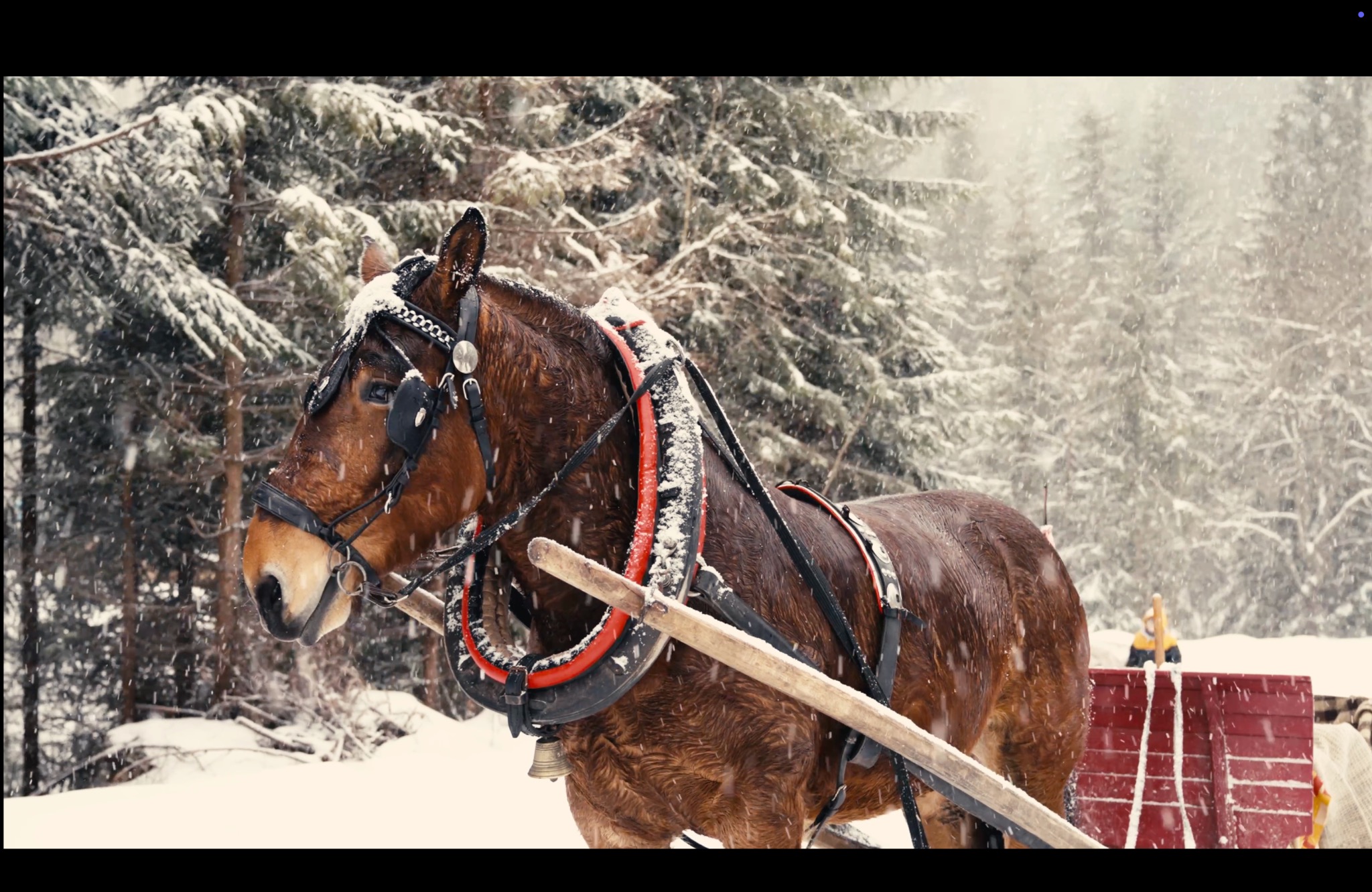 Brązowy koń w uprzęży ciągnie sanie przez zasypany śniegiem las iglasty podczas opadów śniegu.