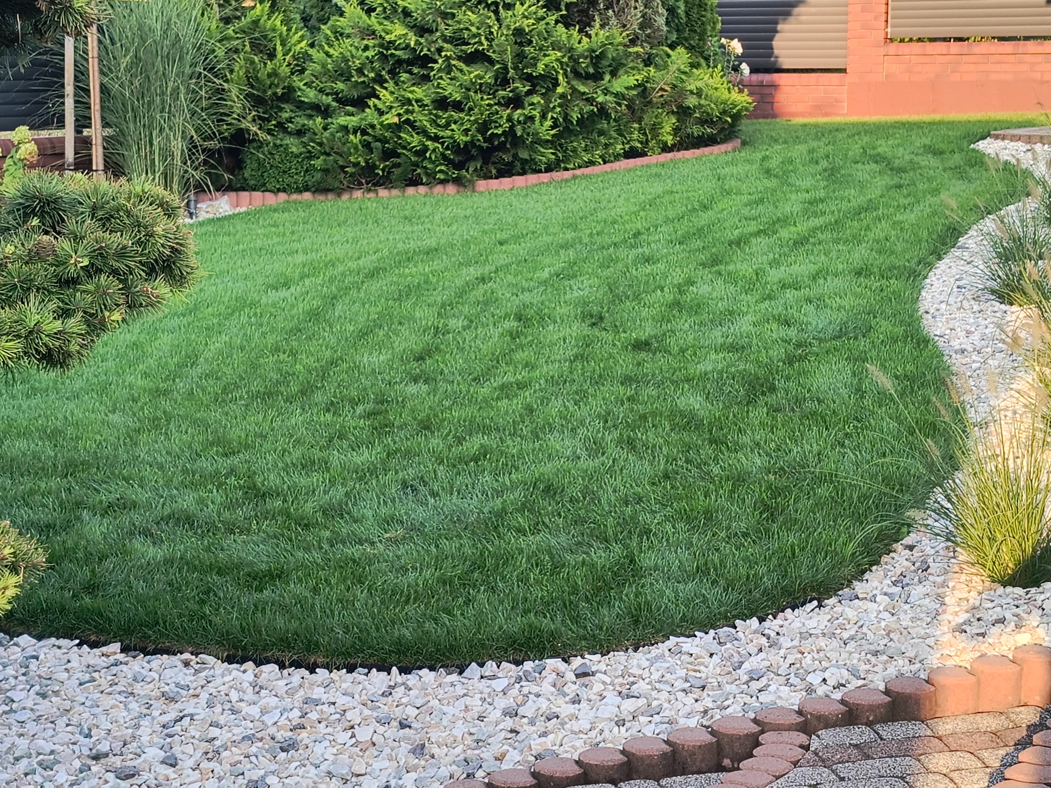 Świeżo założony trawnik z rolki, obrzeża z czerwonej kostki, białe kamienie dekoracyjne, iglaki i trawy ozdobne w ogrodzie.