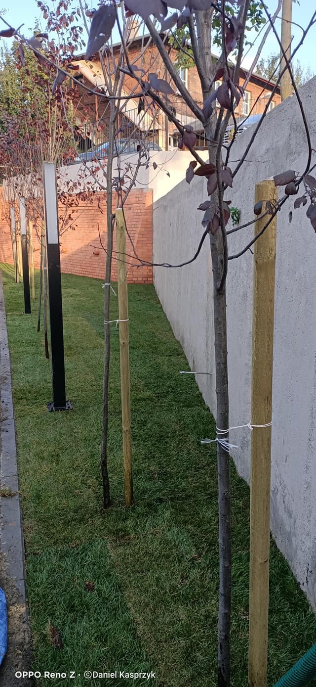 1. Zabrze - publiczna inwestycja, nasadzenia roślin o konkretnych wytycznych oraz założenie trawnika z rolki.