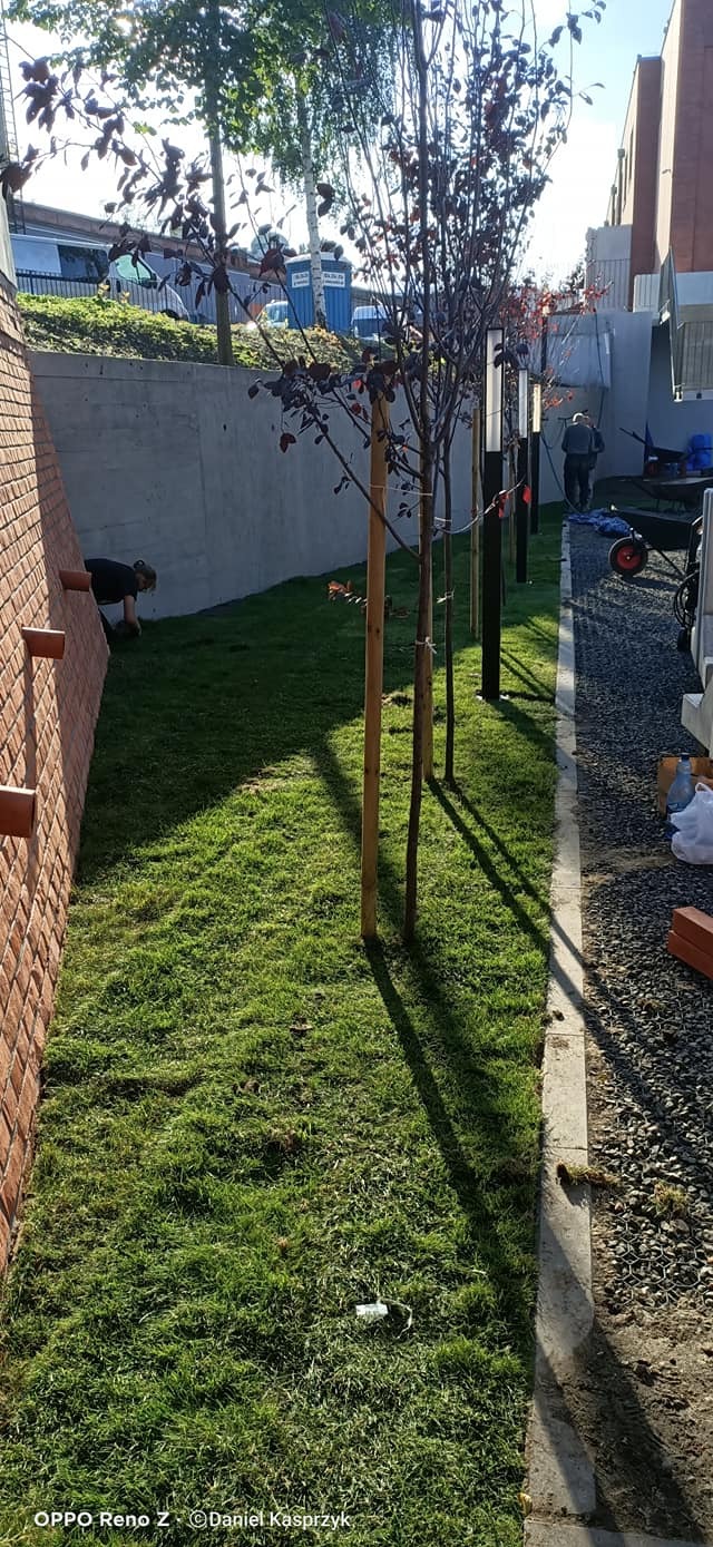 4. Zabrze - publiczna inwestycja, nasadzenia roślin o konkretnych wytycznych oraz założenie trawnika z rolki.