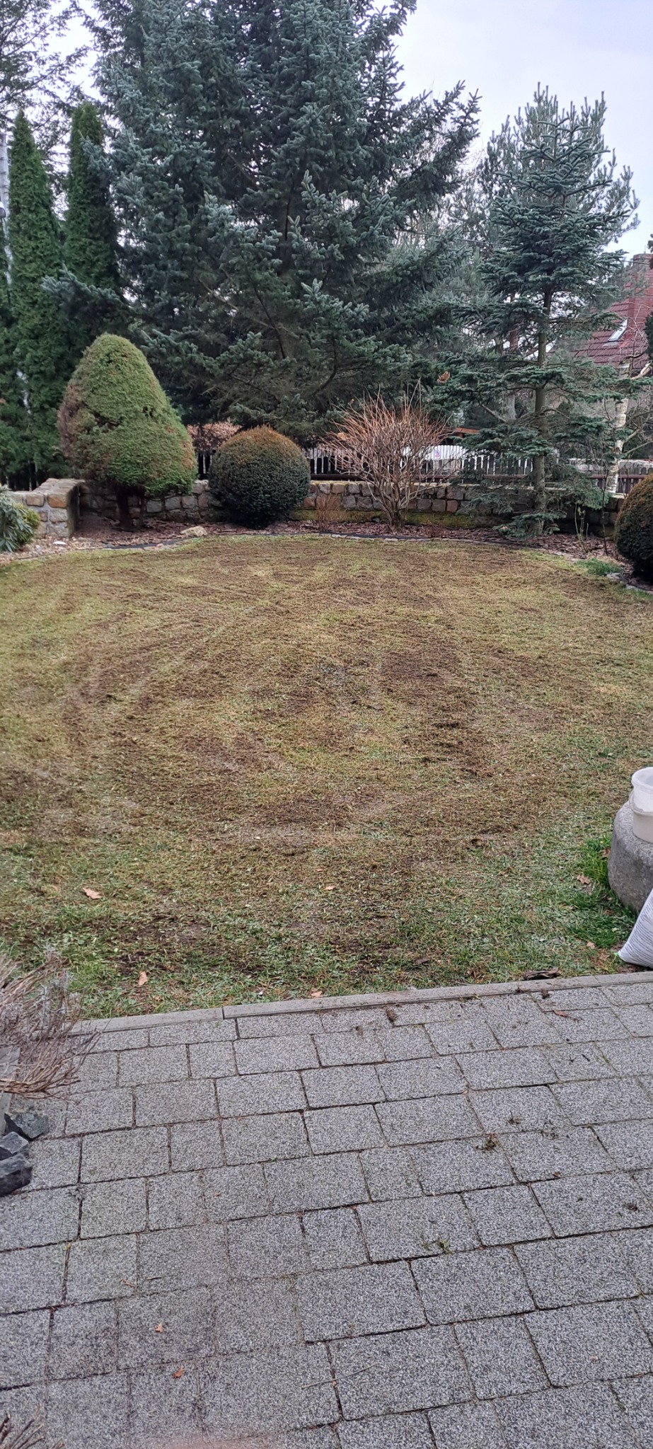 Przygotowany trawnik po aeracji i wertykulacji, widoczne ślady po zabiegach, w tle ozdobne drzewa i krzewy.