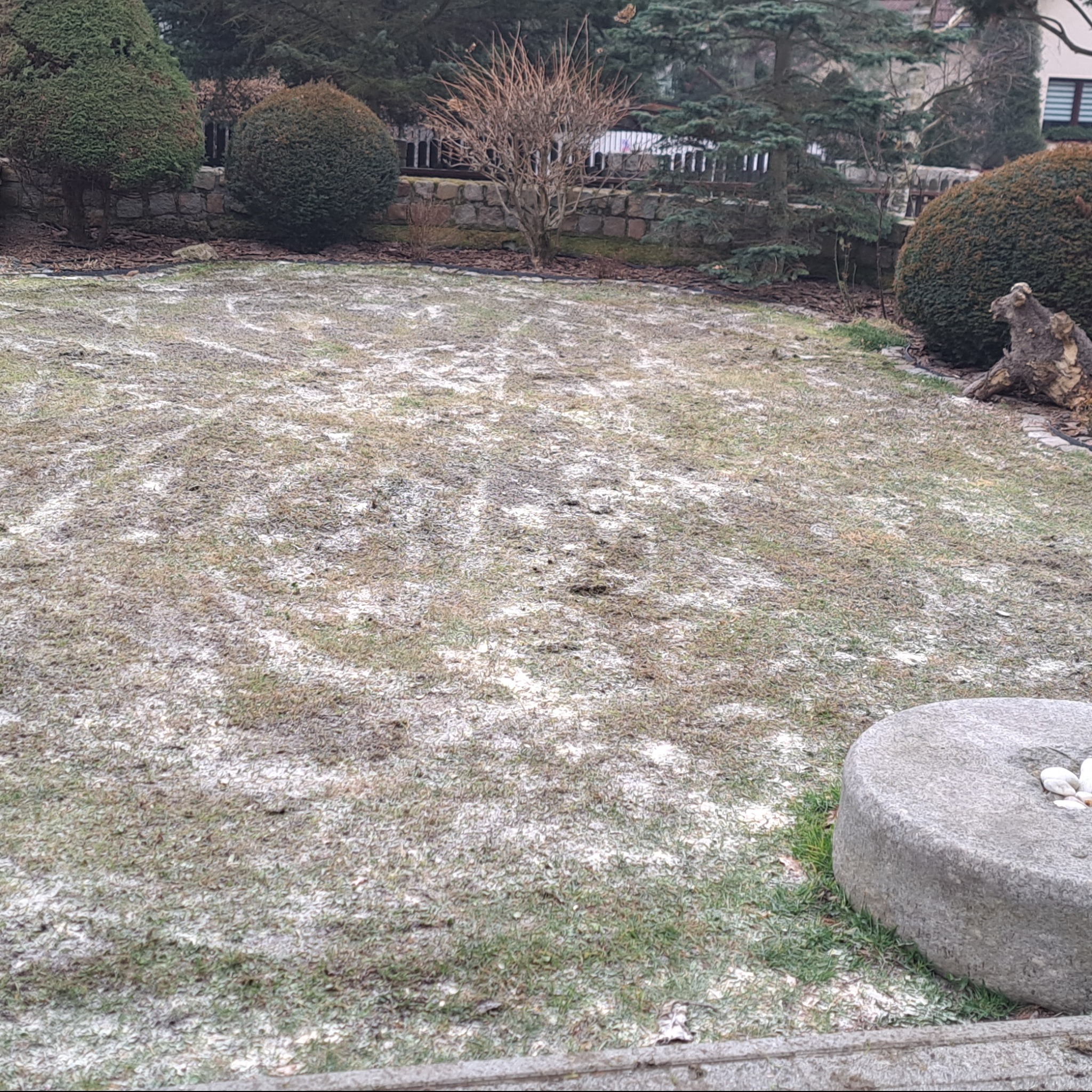 Ogród po wapnowaniu trawnika, widoczne okręgi wapna na trawie, w tle krzewy i drzewa.