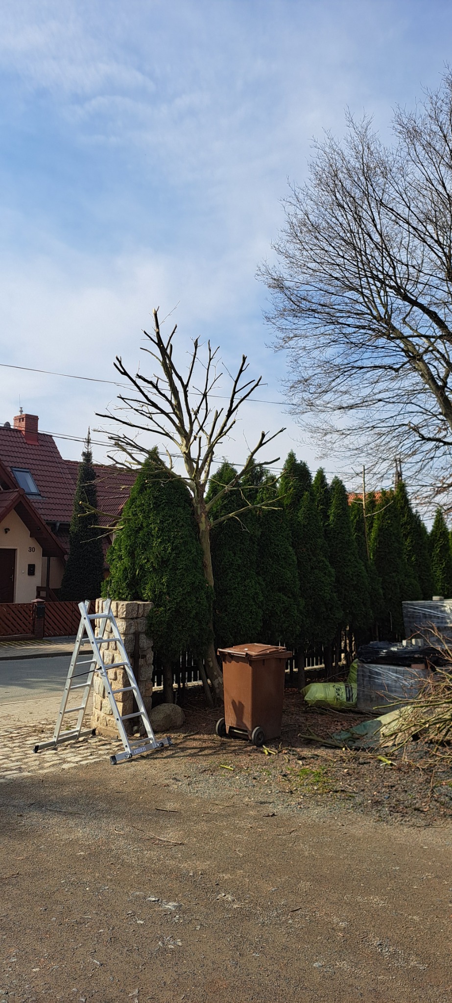 Drabina oparta o kamienny słupek, obok przycięte drzewo z zielonymi tujami w tle, brązowy pojemnik na śmieci i stos gałęzi.