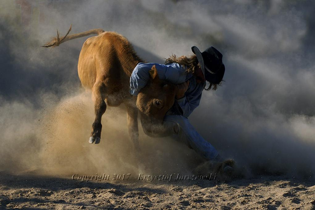 Kowboj w niebieskiej koszuli i kapeluszu powala cielaka w kłębach kurzu.