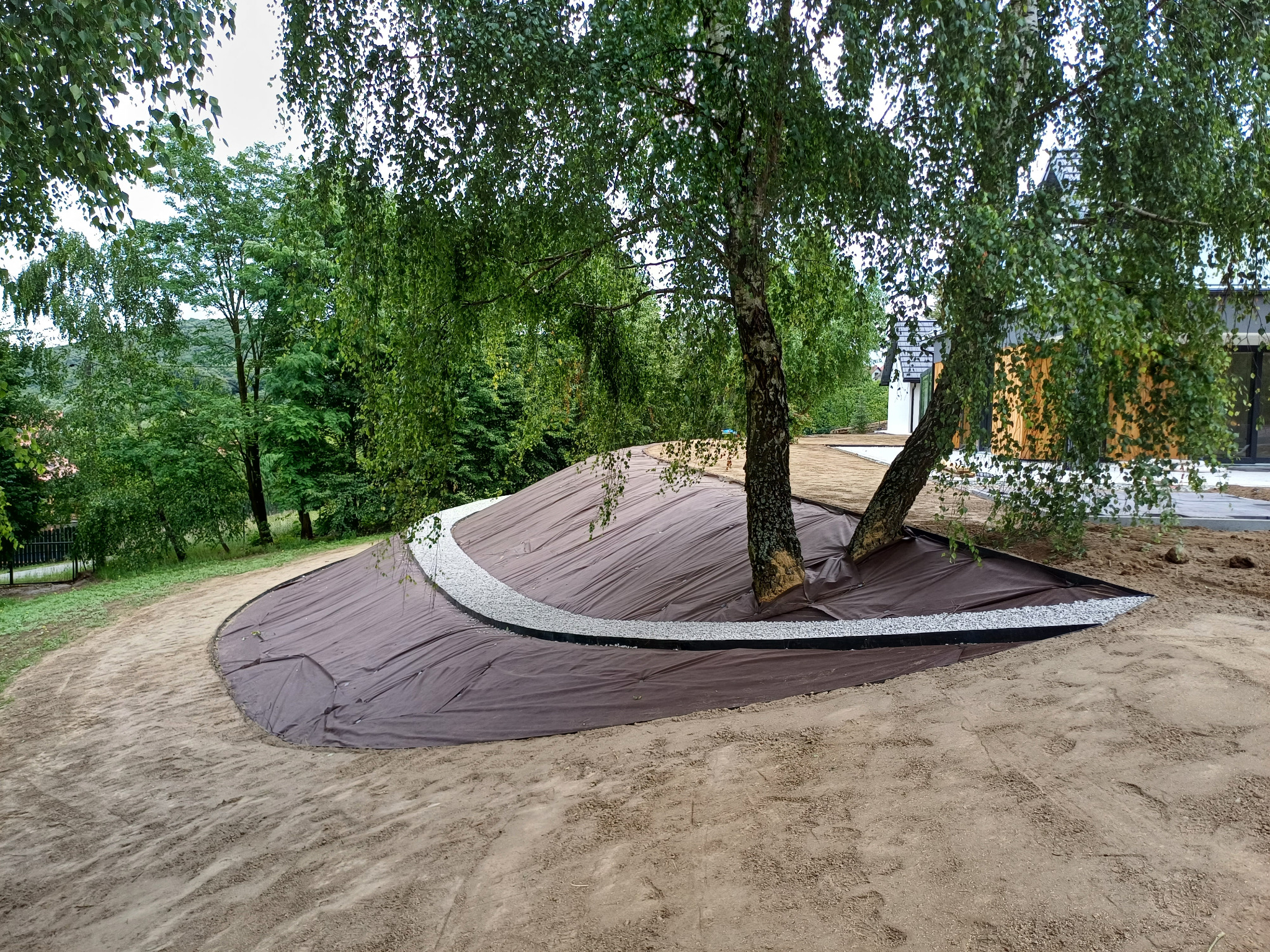 Przygotowanie terenu pod nasadzenia: brązowa agrotkanina rozłożona wokół dwóch brzóz, obrzeże z jasnego grysu, widoczny piasek i fragment domu w tle.