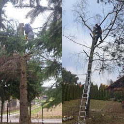 Wycinka drzew Albigowa 4