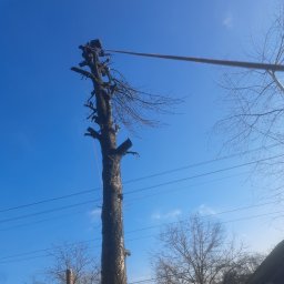 Trudna wycinka pochylonego drzewa nad liniami wysokiego napięcia. 