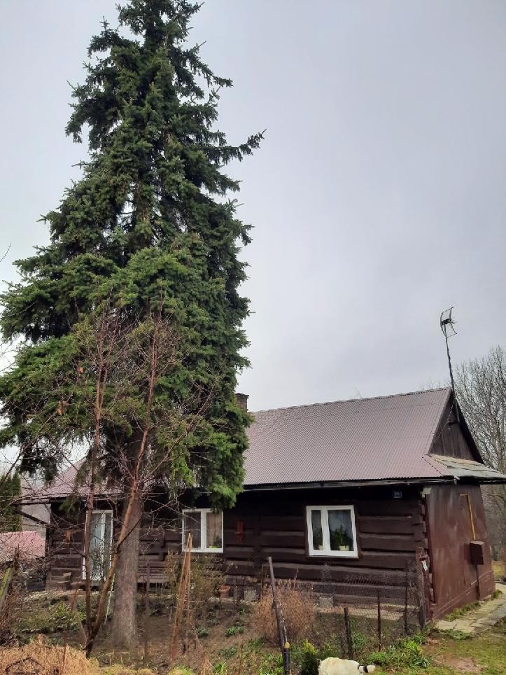 Wysoka, zielona choinka rosnąca blisko drewnianego domu z brązowym dachem. Na dachu widoczna antena.