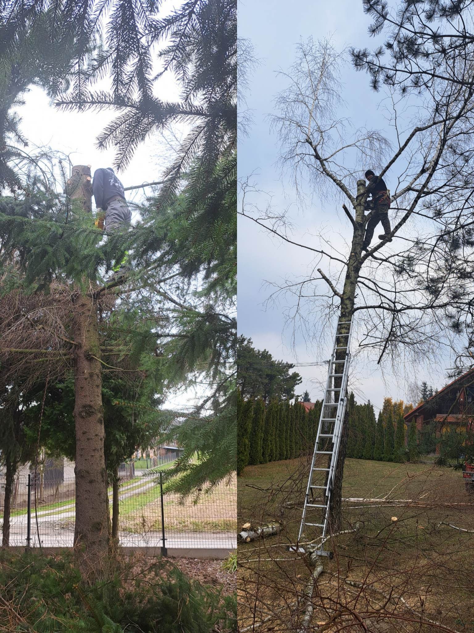 Dwa ujęcia: pracownik w uprzęży tnie konar na sośnie, a drugi na drabinie obcina gałęzie brzozy, w tle zabudowa jednorodzinna.