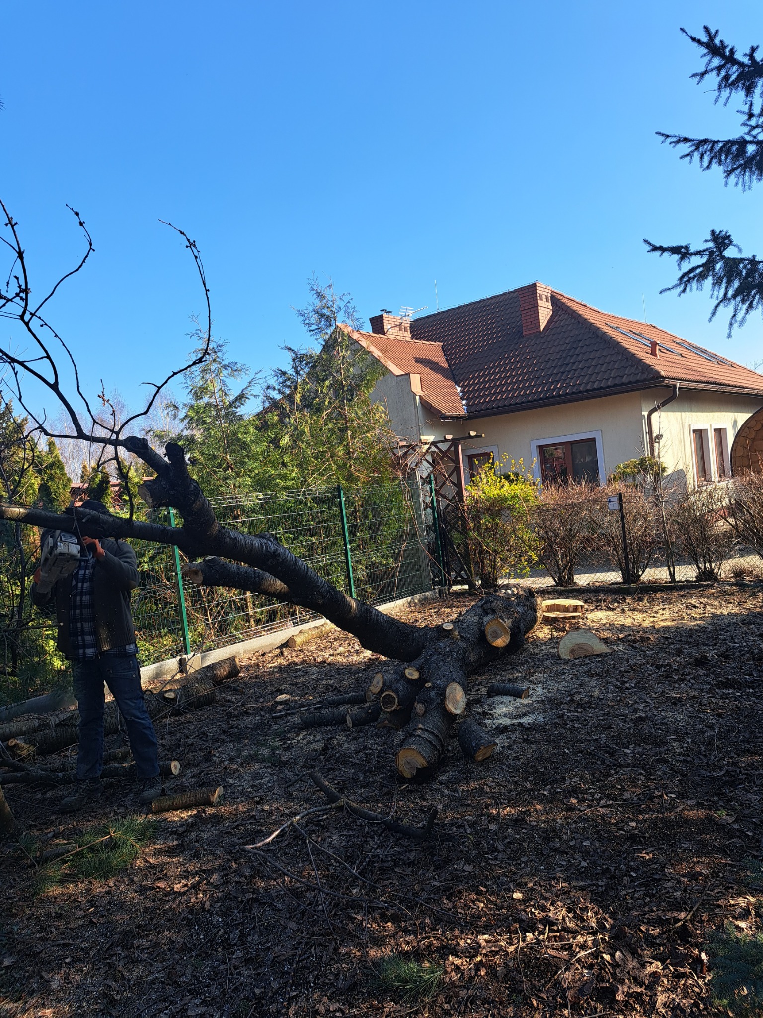 Mężczyzna w jeansach i kurtce tnie piłą spalinową powalone drzewo na tle domu jednorodzinnego i zielonego ogrodzenia.