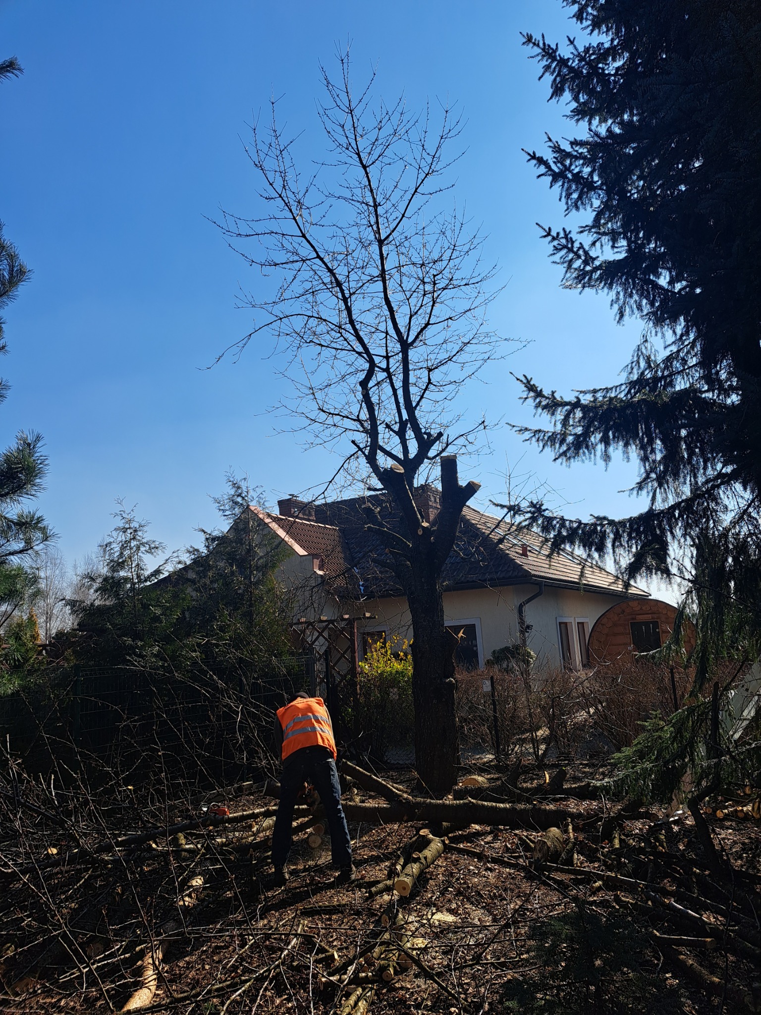 Pracownik w pomarańczowej kamizelce tnie gałęzie drzewa na tle domu jednorodzinnego w słoneczny dzień, teren pokryty pociętymi gałęziami.