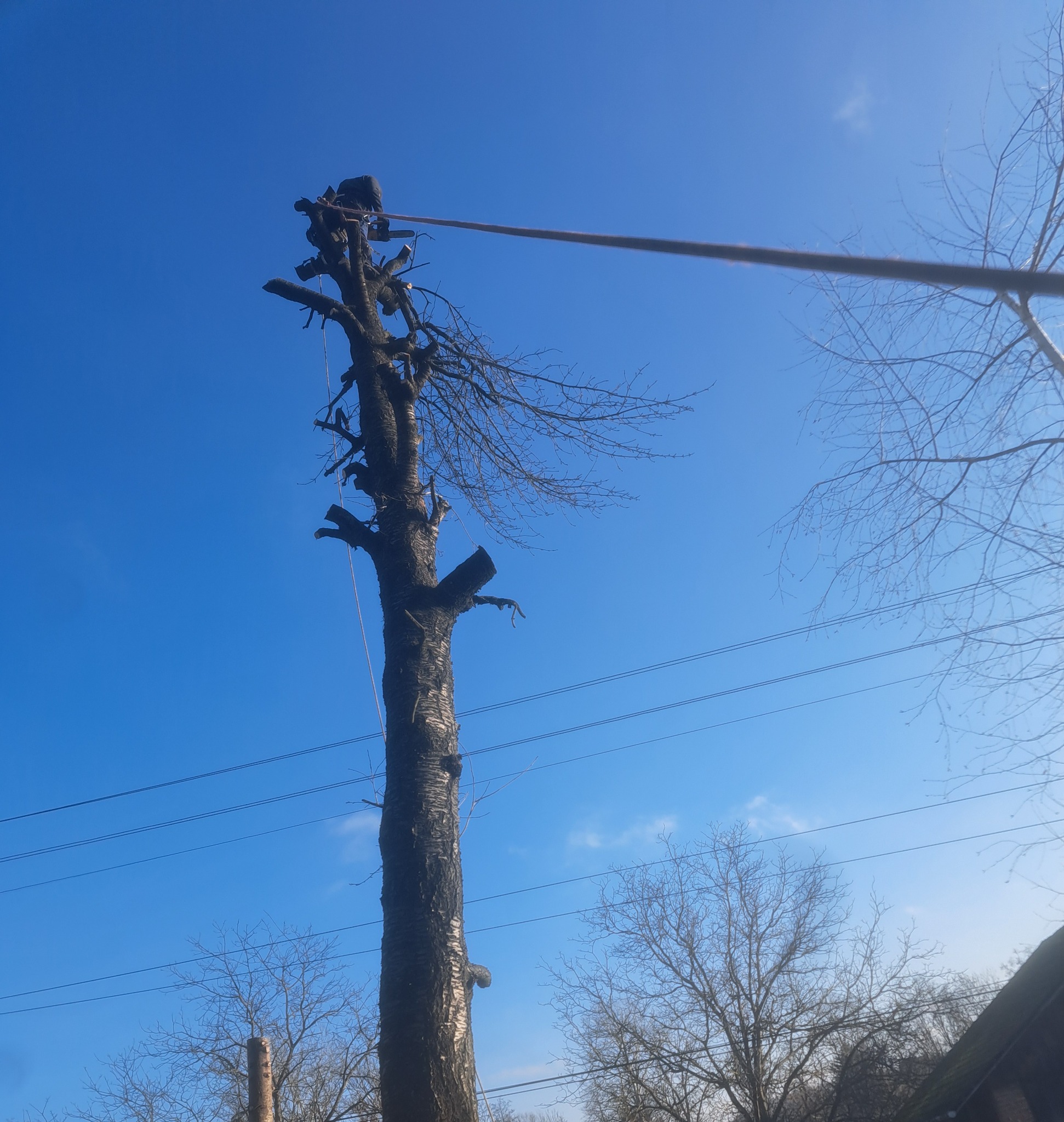 Trudna wycinka pochylonego drzewa nad liniami wysokiego napięcia.