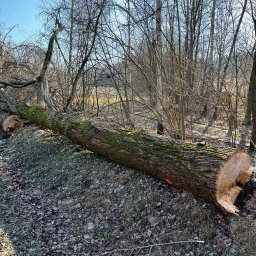 Wycinka drzew Domasław 1