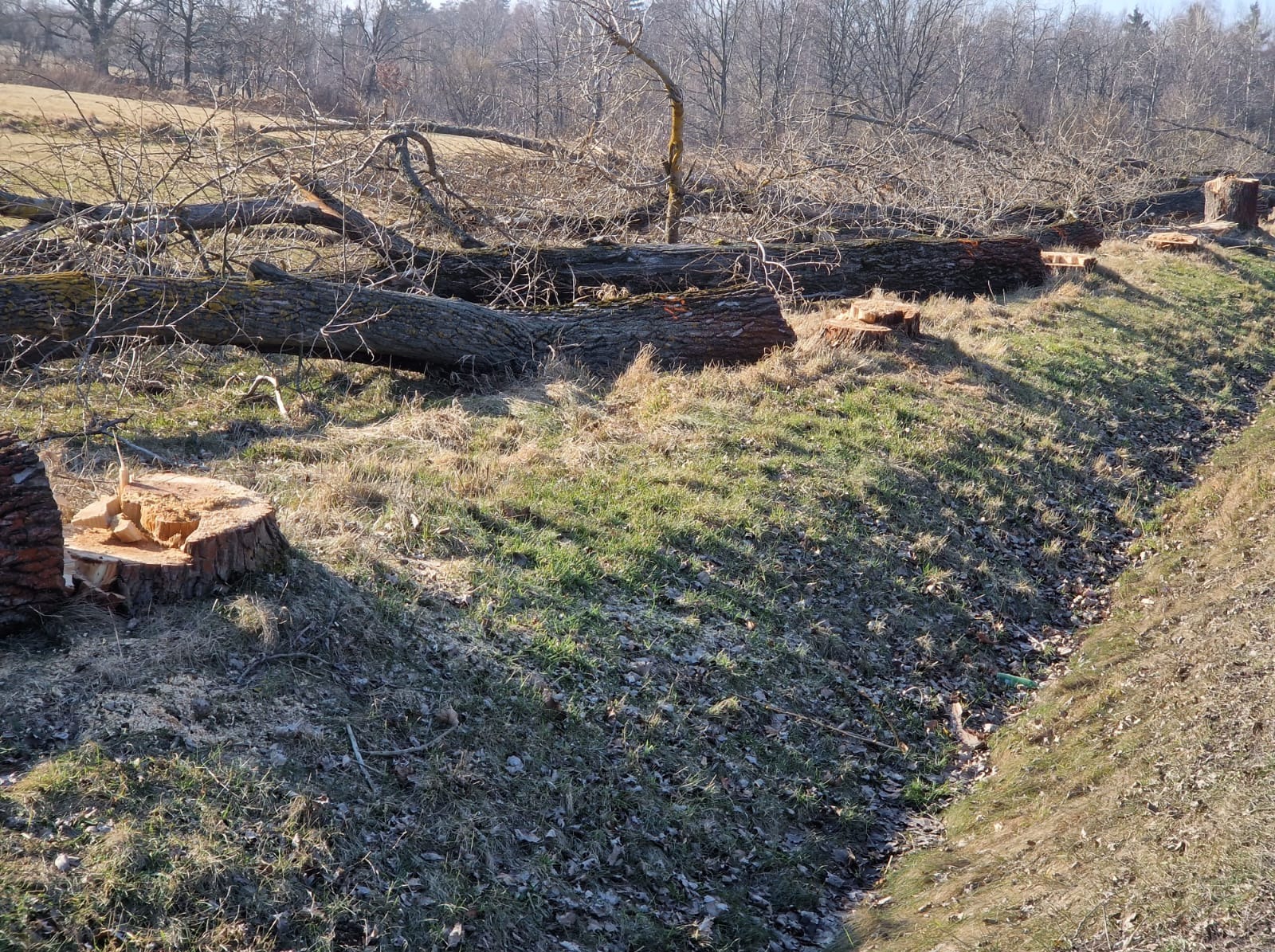 Świeżo ścięte pnie drzew i leżące pnie wzdłuż rowu melioracyjnego na polu w słoneczny dzień.