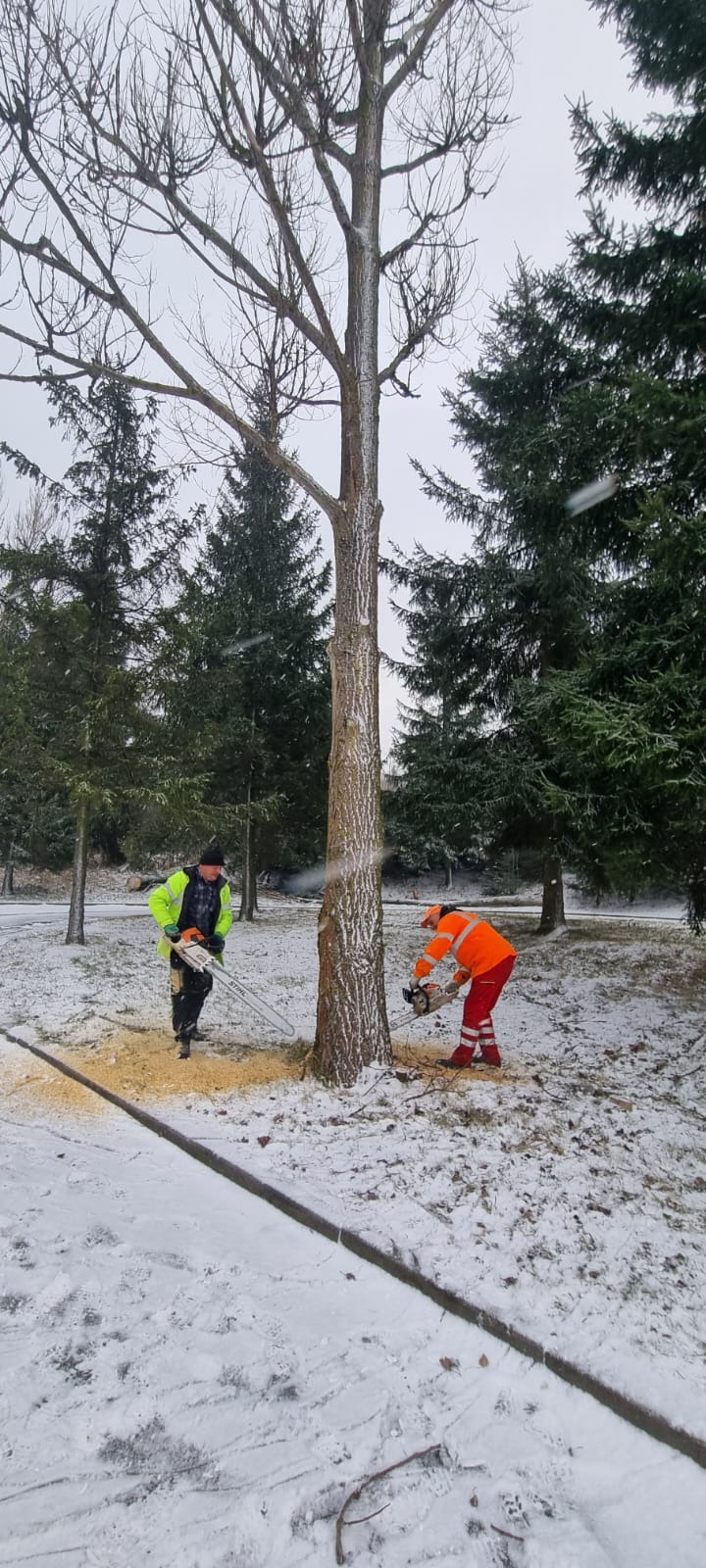 Dwóch pracowników w odblaskowych ubraniach tnie piłą spalinową pień drzewa w zimowej scenerii, z widocznymi trocinami na śniegu i drzewami iglastymi w tle.