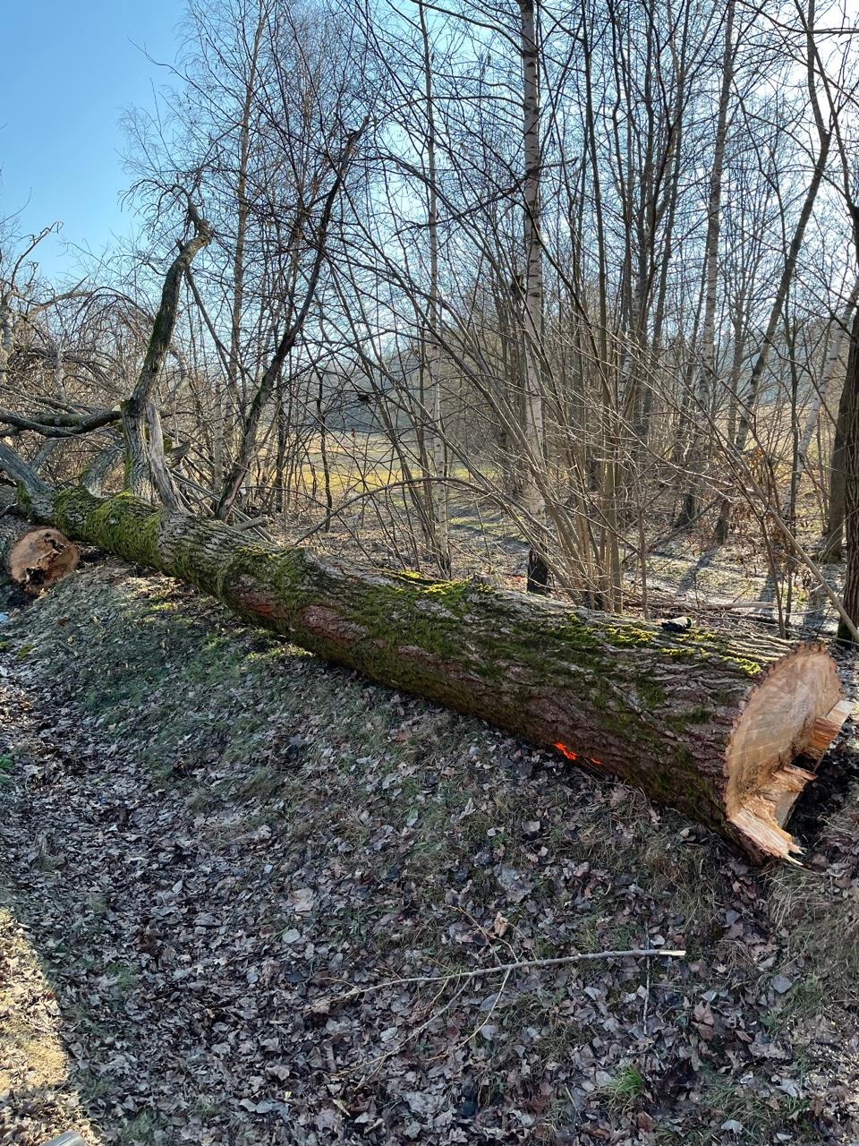 Ścięte drzewo leżące na ziemi, pokryte mchem, z widocznymi śladami cięcia, w tle drzewa bez liści pod błękitnym niebem.