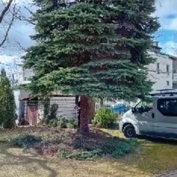 Duża, zielona choinka po formowaniu korony, z widocznymi śladami cięcia gałęzi u podstawy pnia. W tle budynek mieszkalny i zaparkowany samochód dostawczy.