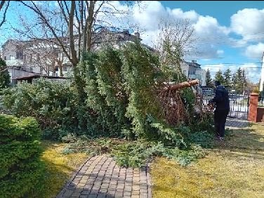 Połamane drzewo iglaste po wichurze, leżące na trawniku przed domem, widoczny fragment chodnika z kostki brukowej i osoba w ciemnej kurtce.