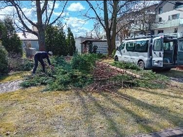 Mężczyzna w ciemnej odzieży zbiera gałęzie po wycince drzewa iglastego, obok zaparkowany biały bus z otwartymi drzwiami bagażnika, w tle budynek mieszkalny i drzewa liściaste.