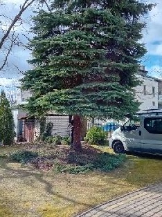 Duża, zielona choinka po formowaniu korony, z widocznymi śladami cięcia gałęzi u podstawy pnia. W tle budynek mieszkalny i zaparkowany samochód dostawczy.