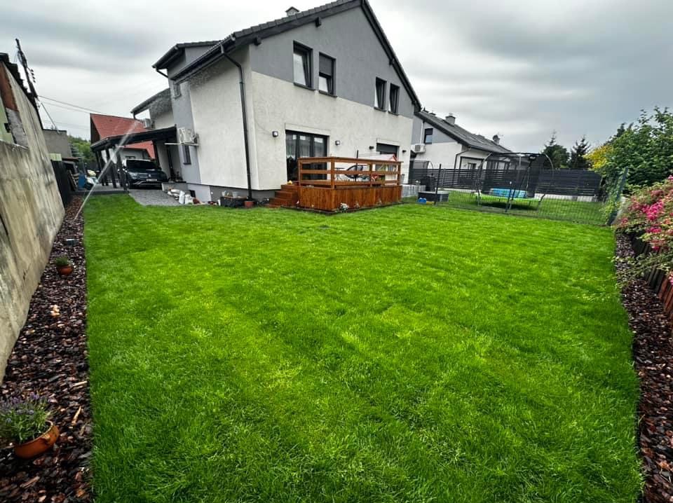 Intensywnie zielony trawnik po założeniu, nawadniany zraszaczy, widok na dom z drewnianym tarasem i trampoliną w tle, obrzeża wyłożone korą.
