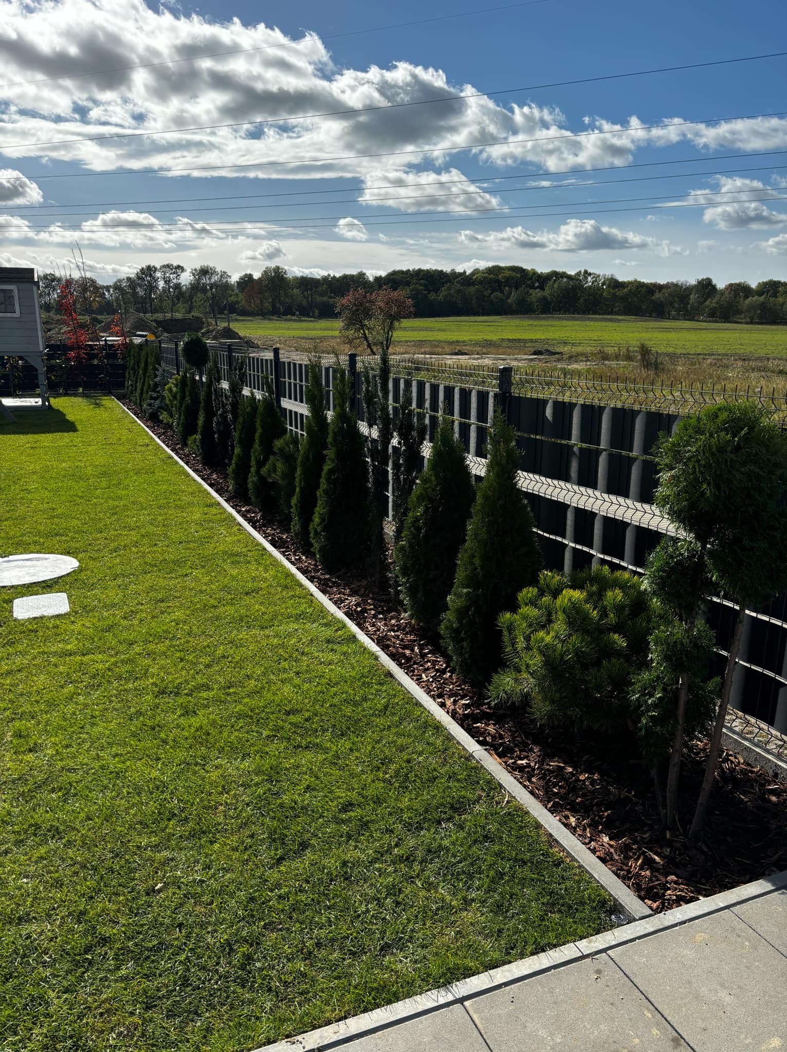 Równy trawnik z rzędem posadzonych tuj i kulistych krzewów wzdłuż ogrodzenia panelowego, z widokiem na pole i błękitne niebo z chmurami.
