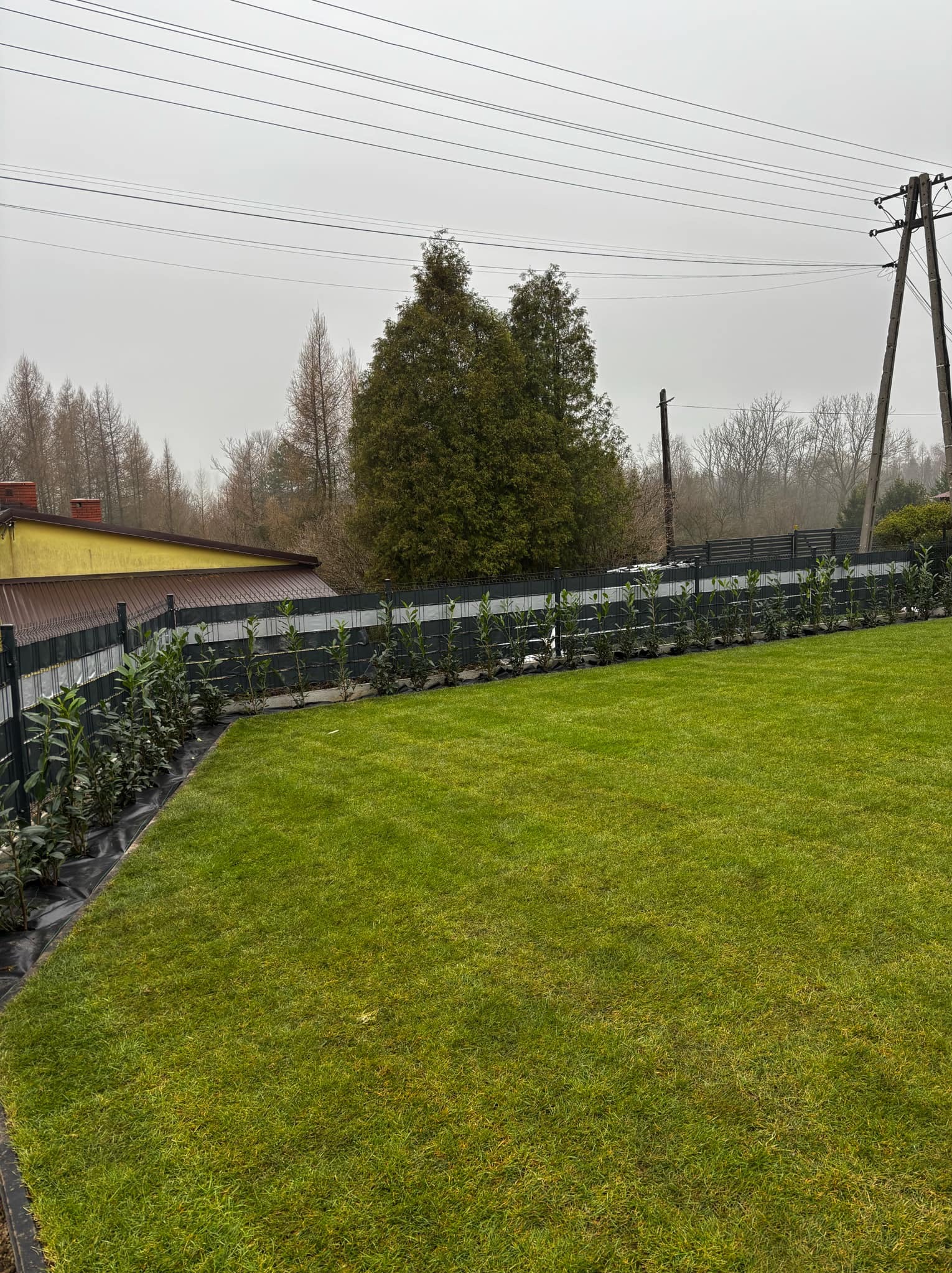 Świeżo założony trawnik z rolki, obrzeża wykończone agrowłókniną i niskimi krzewami wzdłuż ogrodzenia panelowego na posesji w pochmurny dzień.
