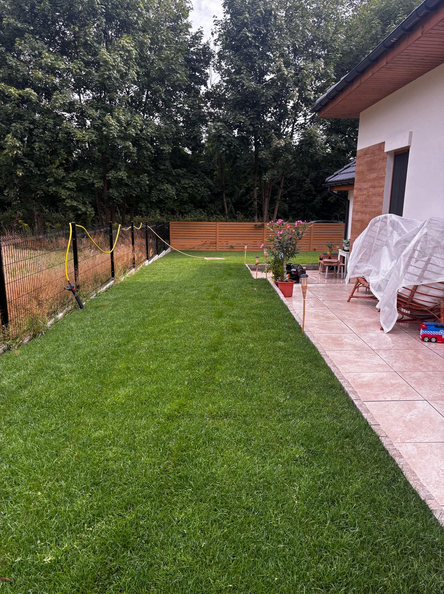 Świeżo założony trawnik z rolki przylegający do tarasu z jasnych płytek, widoczna granica trawnika, czarne ogrodzenie z żółtym wężem ogrodowym, w tle drewniany płot i drzewa.