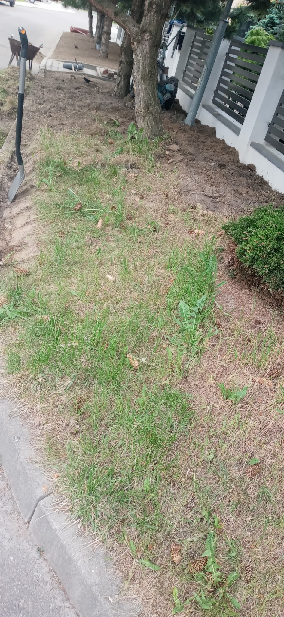 Przygotowanie terenu pod trawnik: wykopana ziemia, widoczna łopata, taczka i narzędzia ogrodnicze w tle, obok rosną drzewa i krzewy, a w trawie leżą szyszki.