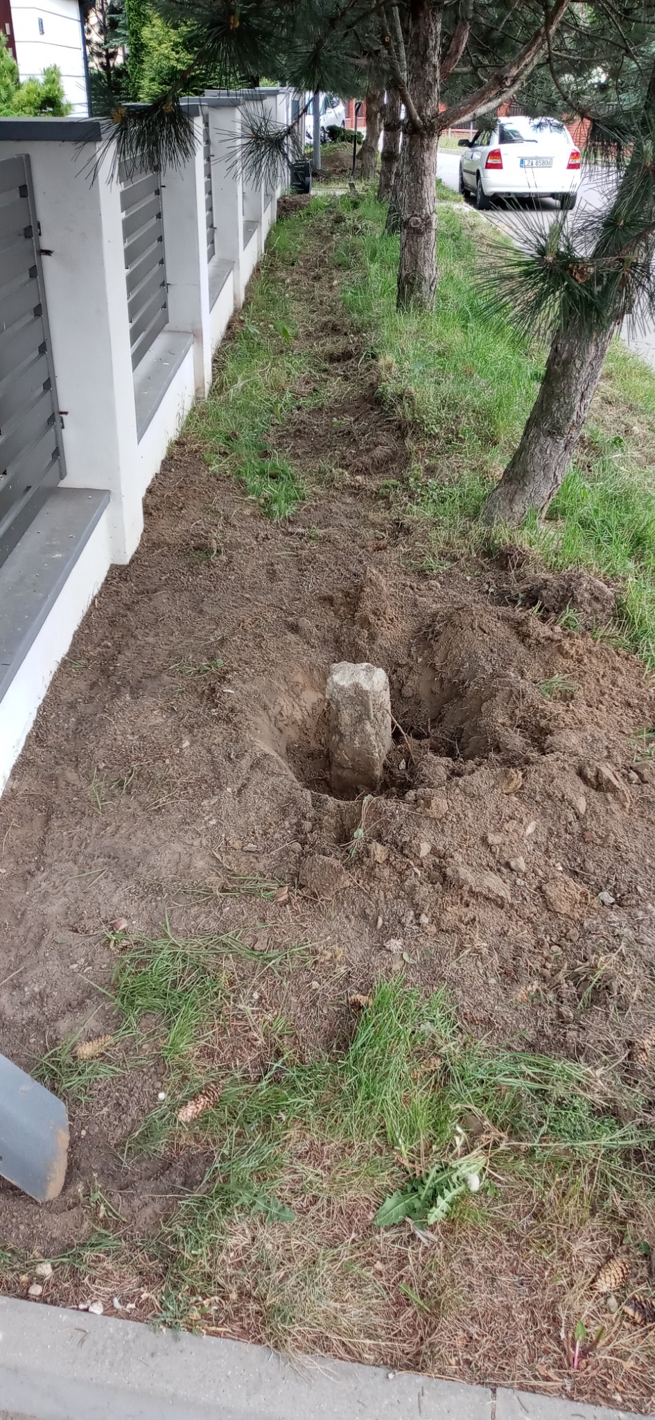 Przygotowane miejsce pod posadzenie drzewa, z widocznym wykopanym dołem i ziemią wokół, wzdłuż ogrodzenia i drzew iglastych.