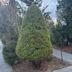 Stożkowo uformowany, gęsty krzew iglasty na tle innych drzew i krzewów, widoczny chodnik z kostki brukowej.