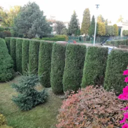 Równy szpaler strzyżonych tuj, mała choinka i kwitnące petunie w zadbanym ogrodzie.