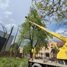 KOSIARZ 2 - Zakładanie ogrod&oacute;w Częstochowa