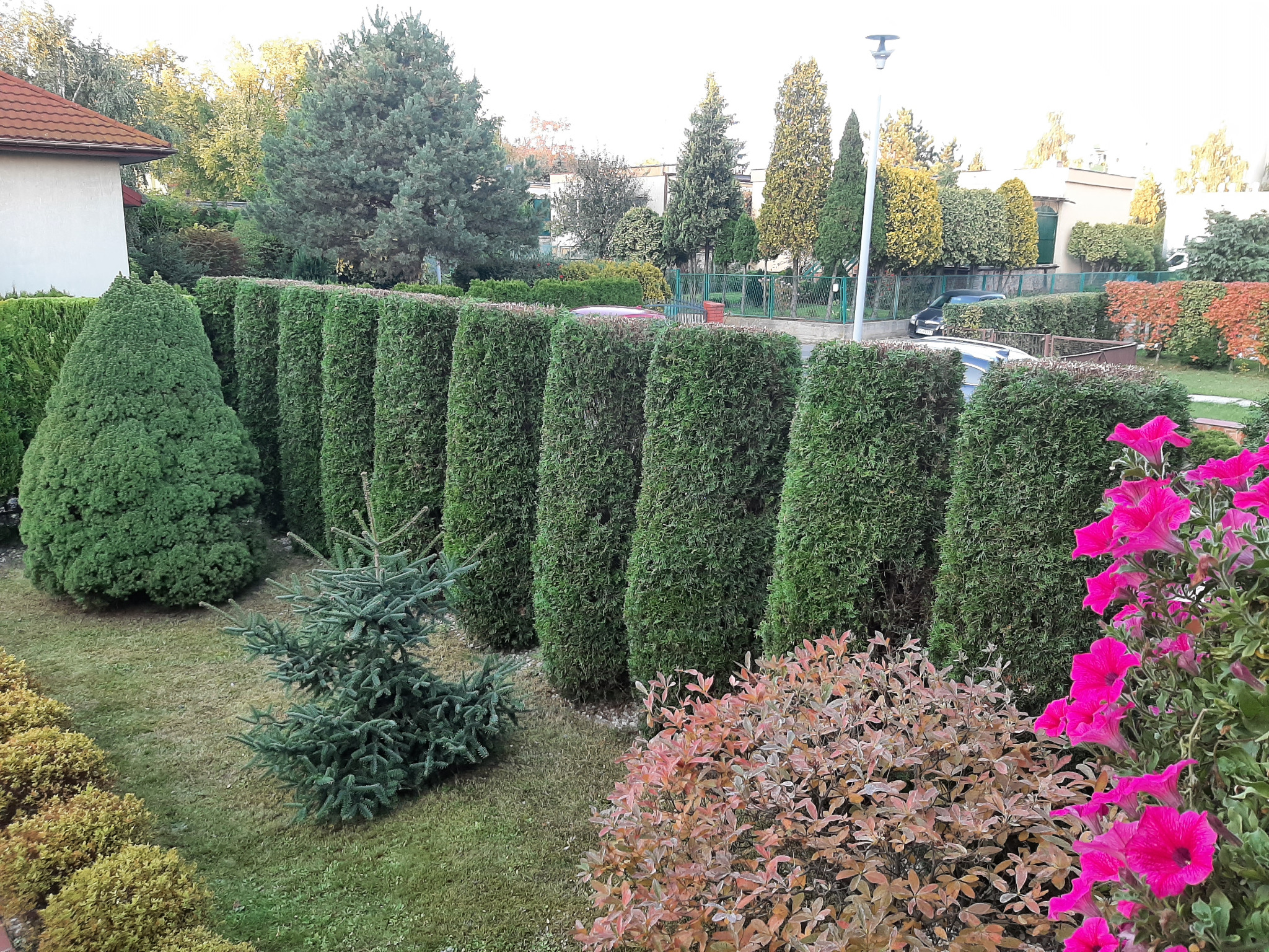 Równy szpaler strzyżonych tuj, mała choinka i kwitnące petunie w zadbanym ogrodzie.
