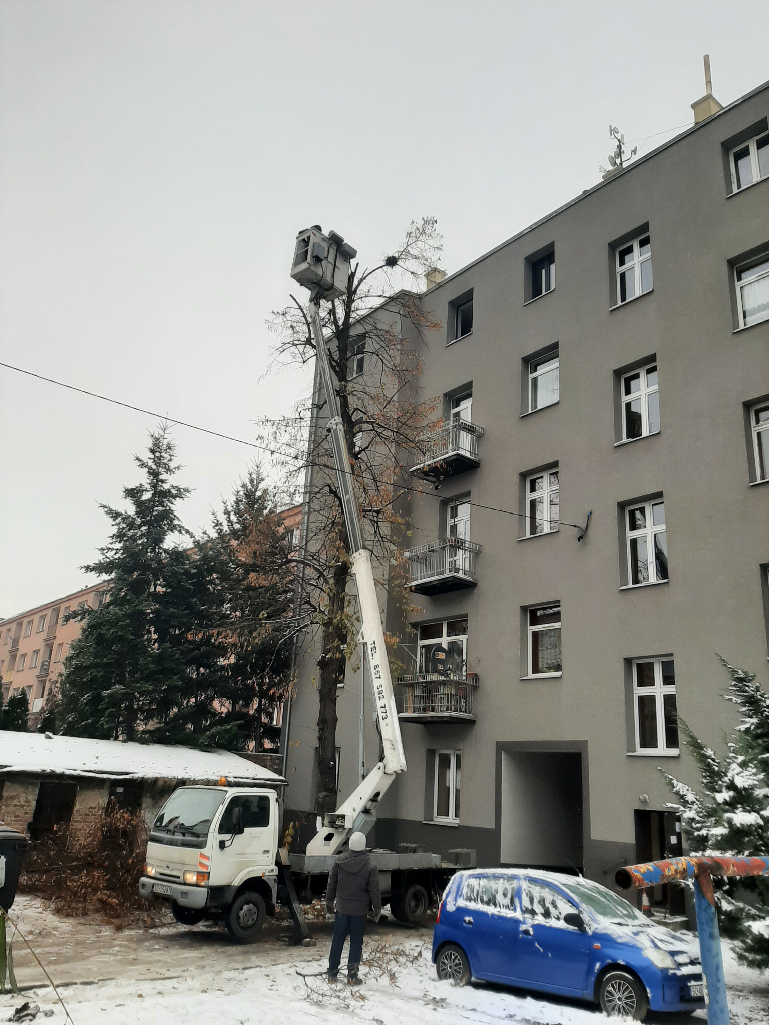 przycinka drzewa na wspólnocie w czestochowie