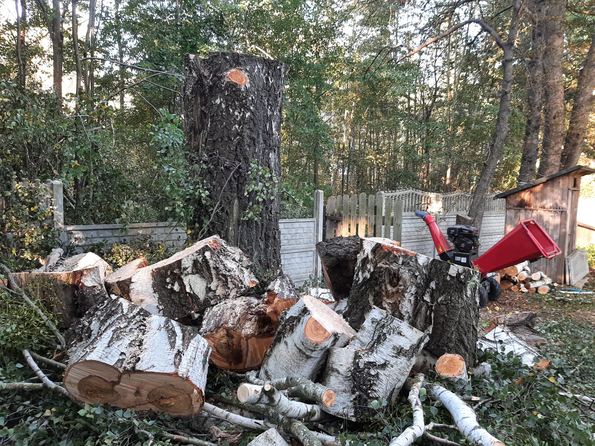 wycinanie 30 metrowej brzozy