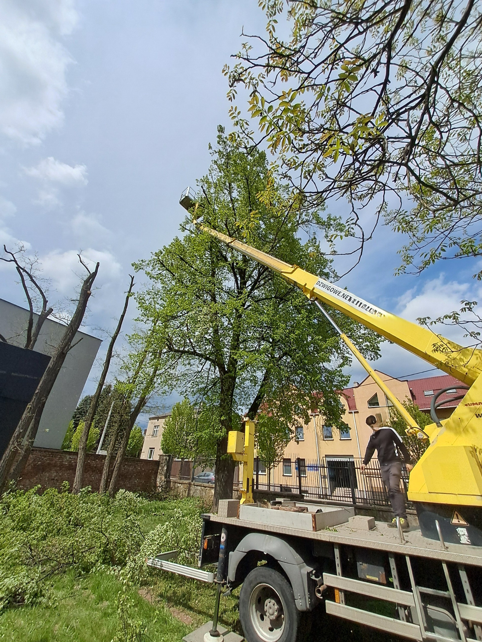 Żółty podnośnik koszowy przy drzewie z zielonymi liśćmi. W tle budynki i niebo z chmurami. Obok leżą ścięte gałęzie. Widok z dołu na prace ogrodnicze.