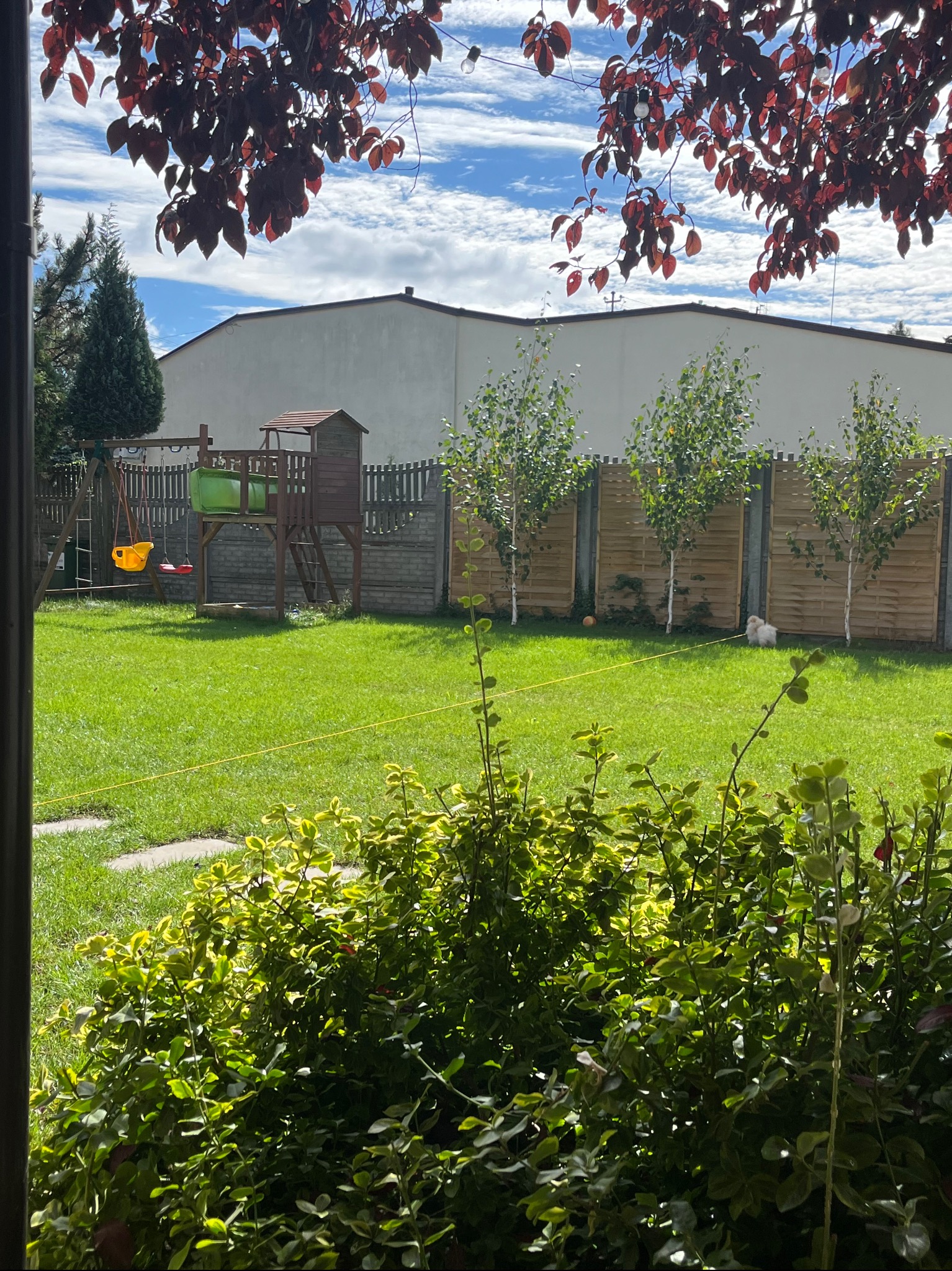 Zadbany trawnik z placem zabaw i młodymi drzewkami brzozy w ogrodzie, widok zza krzewów.