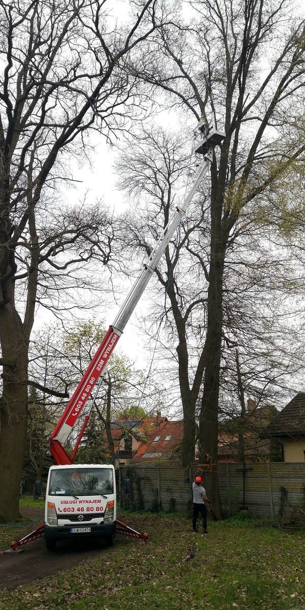 Pracownik w pomarańczowym kasku, stojący na trawniku, obserwuje platformę podnośnika koszowego z operatorem, unoszącą się wysoko w koronie drzewa, widoczny również biały samochód dostawczy...