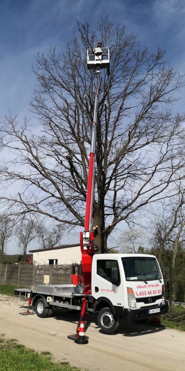 Cięcie gałęzi drzewa z podnośnika koszowego na tle błękitnego nieba, widoczne świeżo przycięte konary.