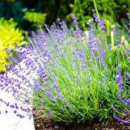 Promulti Ogrody - rabata z roślinami w ogrodzie