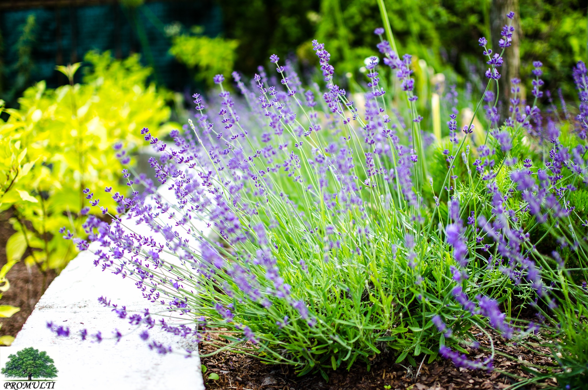 rabata z roślinami w ogrodzie