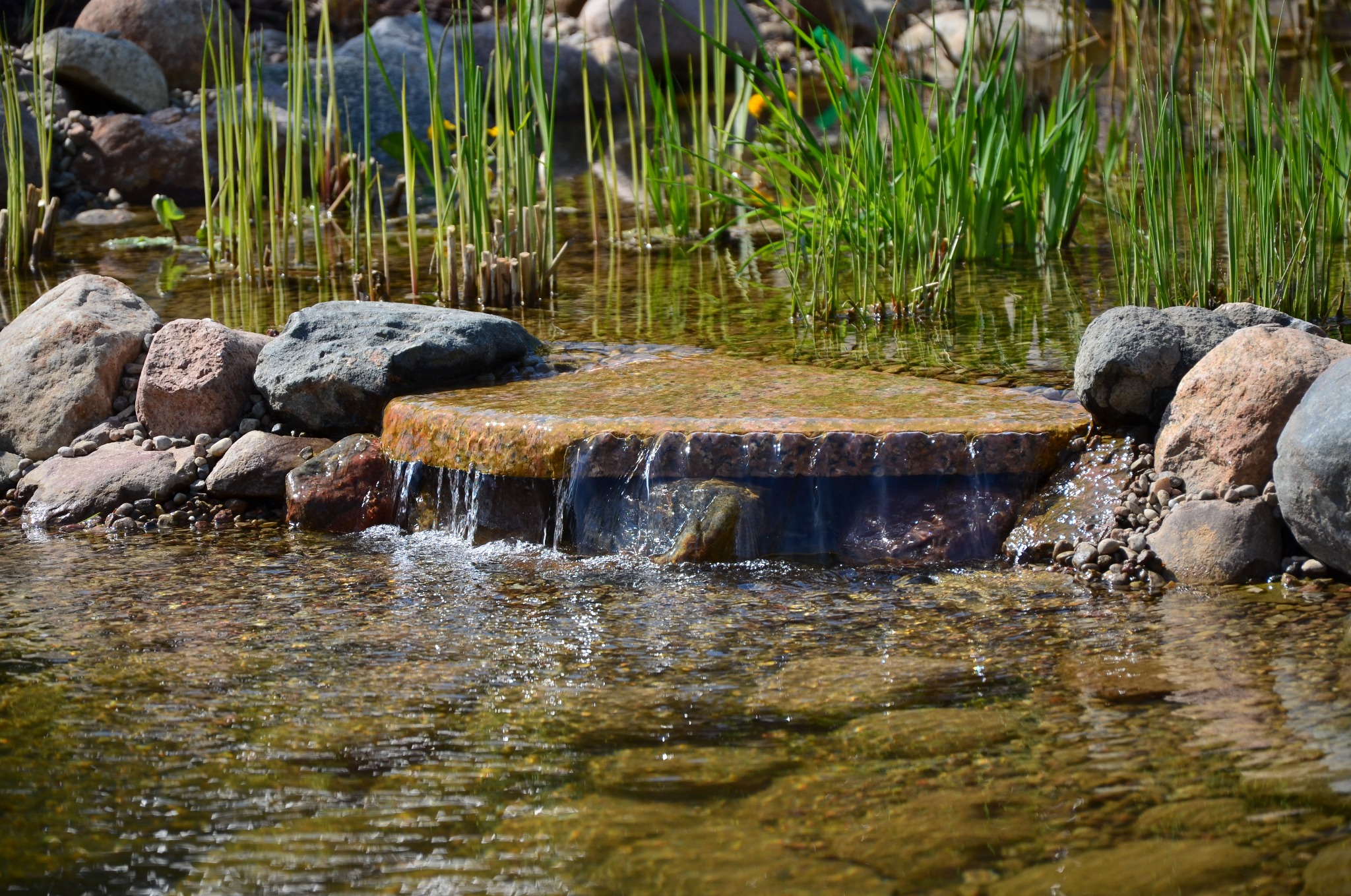 oczko wodne w ogrodzie Sopot
