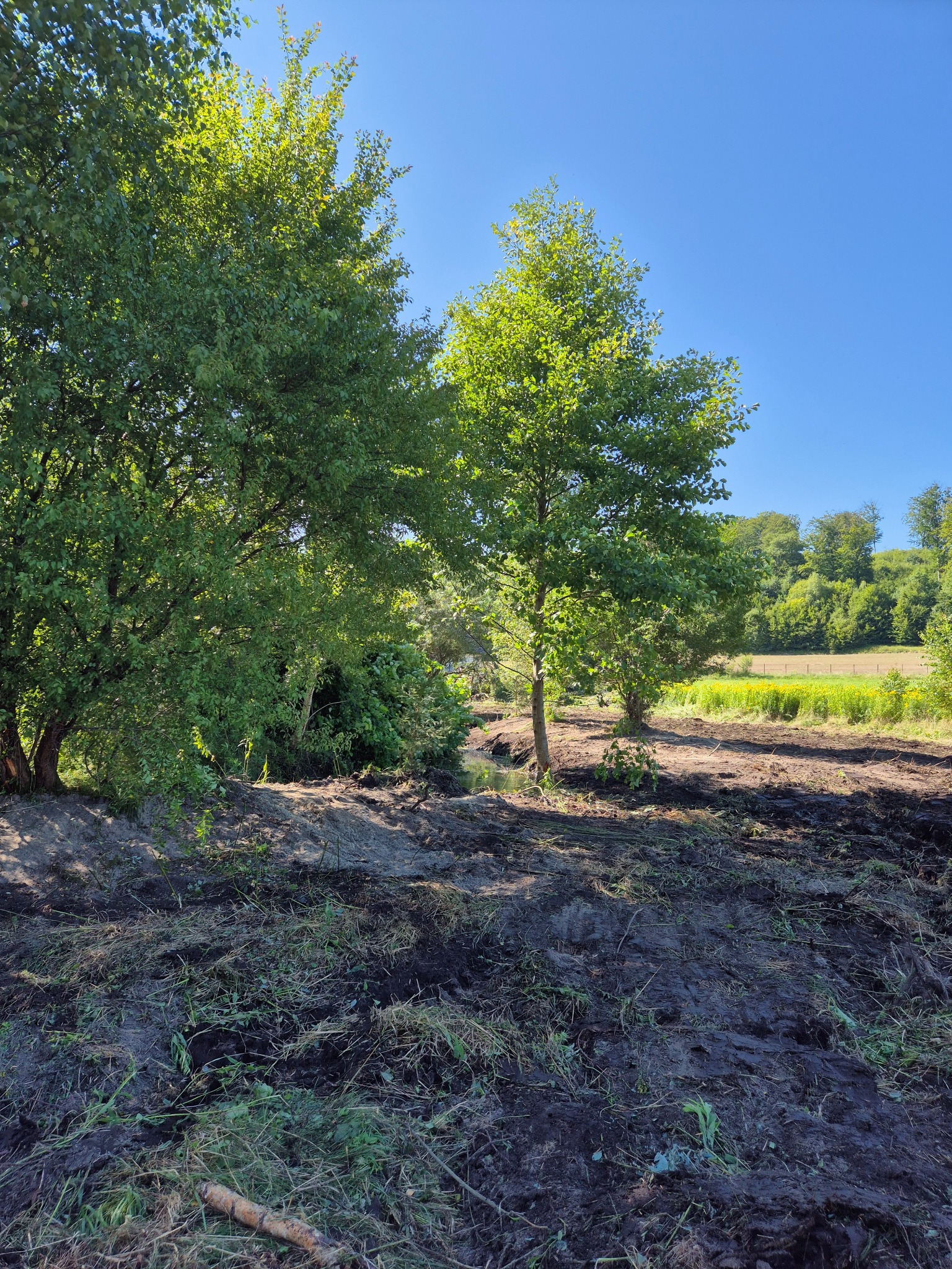Niwelacja terenu z widocznym ciekiem wodnym, drzewami i przygotowanym podłożem pod uprawy na tle błękitnego nieba.