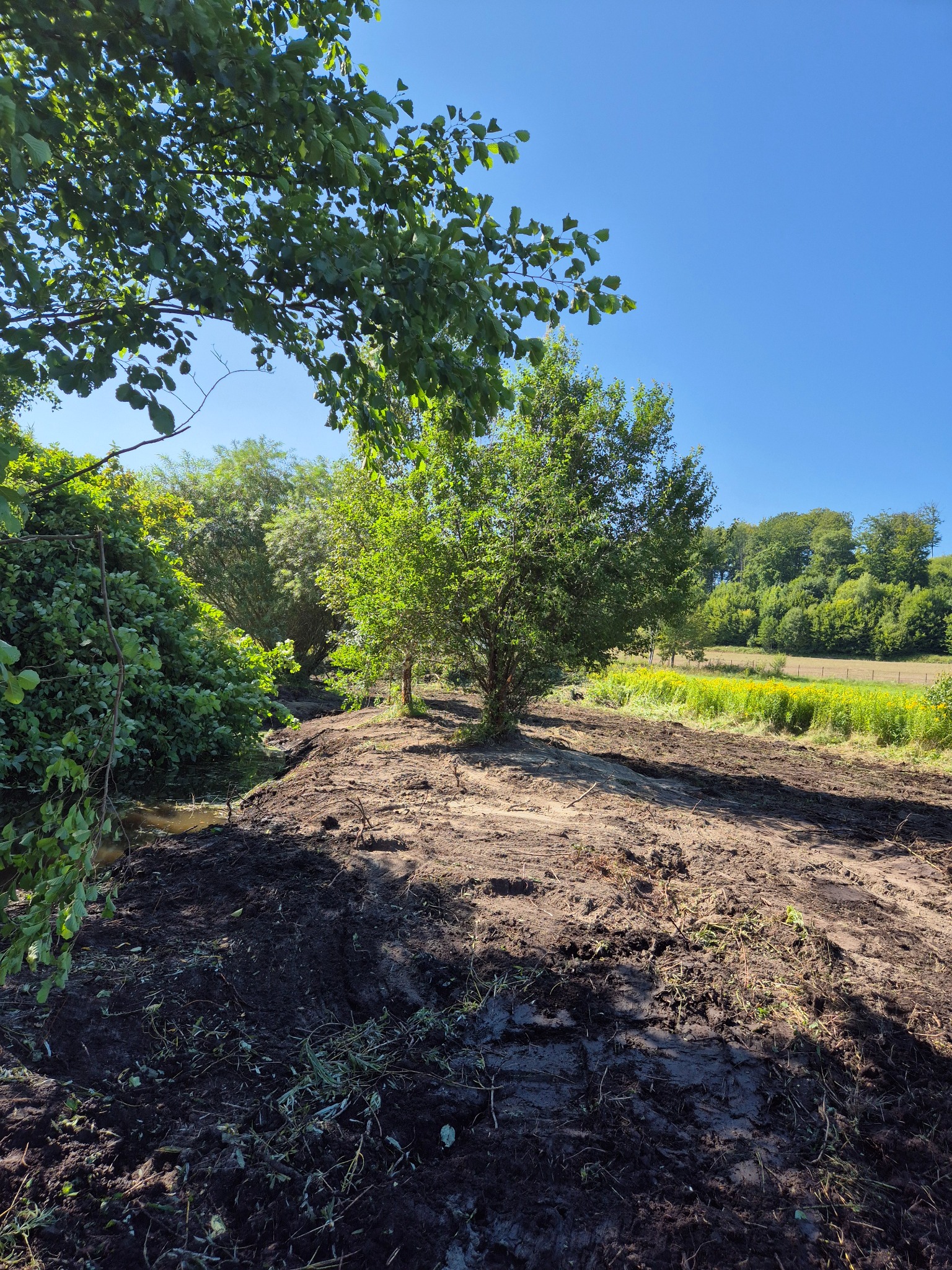 Wyrównany teren pod drzewem, widoczne ślady opon, w tle łąka z żółtymi kwiatami i las, błękitne niebo.