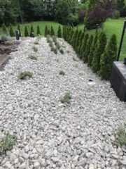 Ścieżka wysypana białym grysem z nasadzeniami niskich krzewów i rzędem wysokich, smukłych tuj w tle ogrodu.