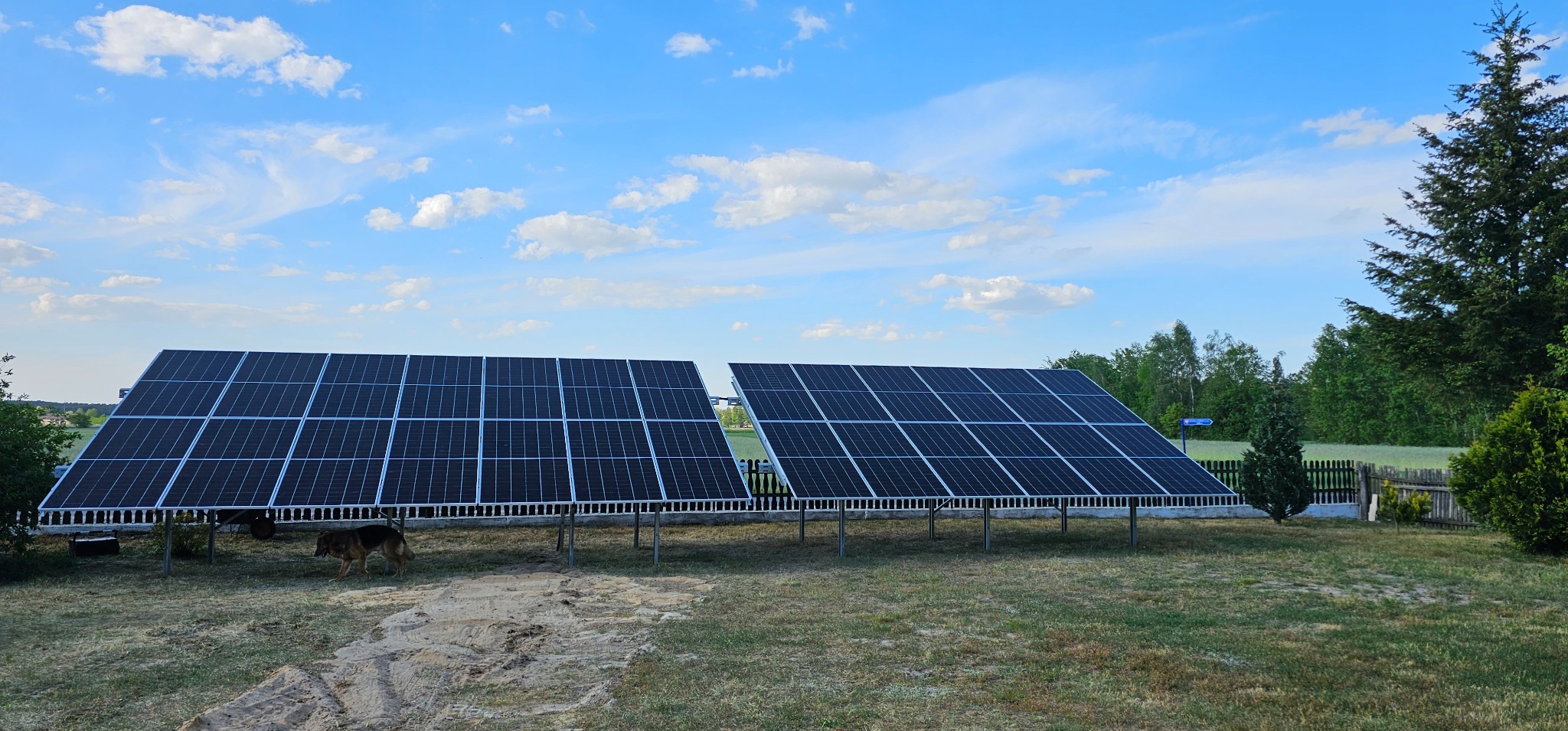 Dwa rzędy paneli słonecznych zamontowanych na konstrukcji wsporczej, z psem rasy owczarek niemiecki przechodzącym obok, na tle zielonej trawy, drzew i błękitnego nieba z chmurami.