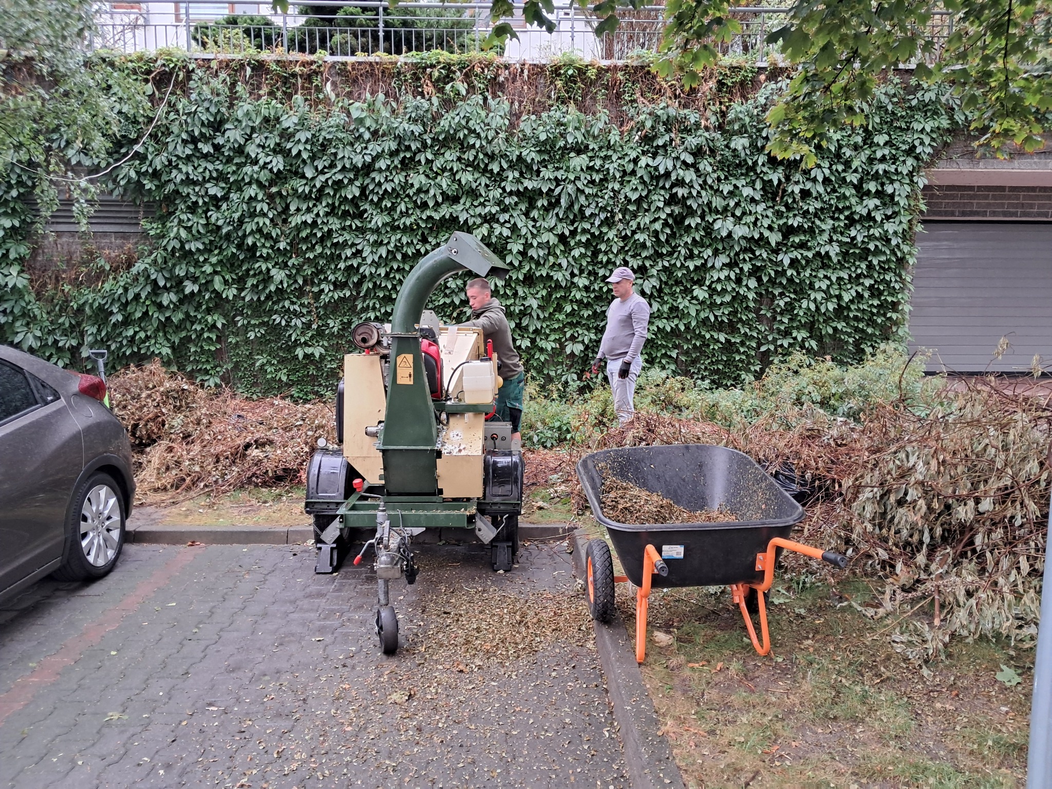 Dwóch mężczyzn przy rozdrabniaczu gałęzi na tle ściany porośniętej bluszczem, obok taczka wypełniona zrębkami.